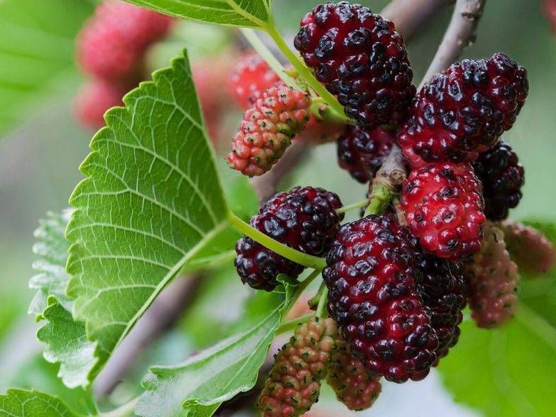 Шелковица купить саженцы из питомнике в Кумертау