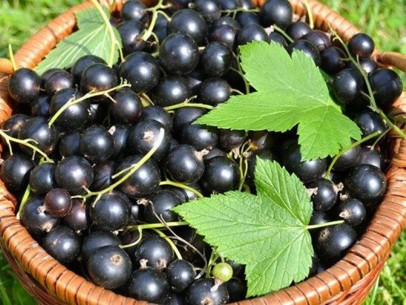 Смородина купить саженцы из питомника в Кумертау