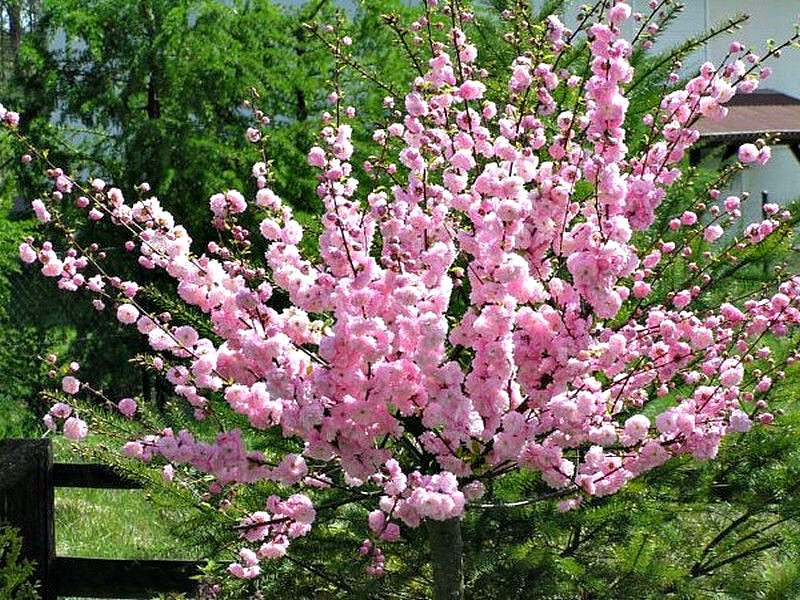 Миндаль купить саженцы из питомника в Кумертау