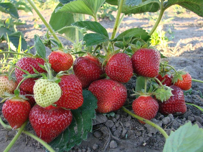Клубника купить саженцы из питомника в Кумертау