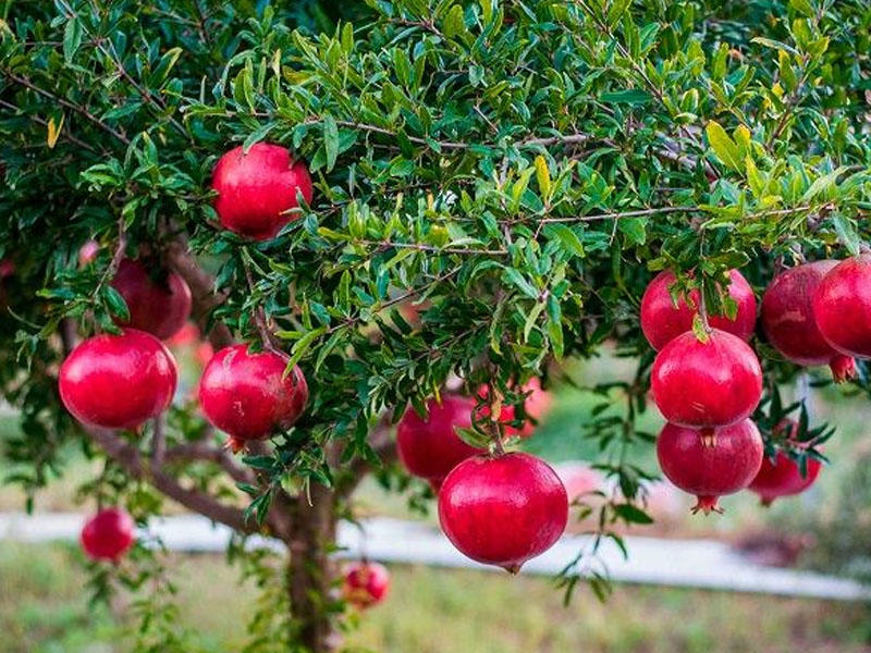Гранат купить саженцы из питомника в Кумертау