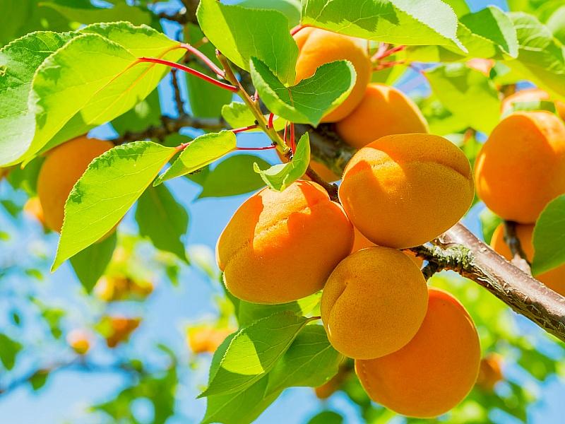 Абрикос купить саженцы из питомнике в Кумертау