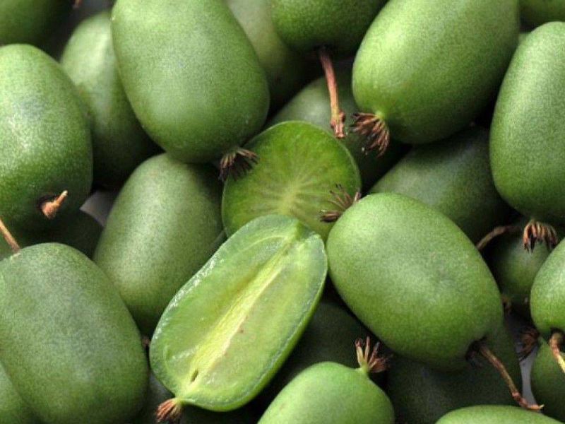 Актинидия купить саженцы из питомнике в Кумертау