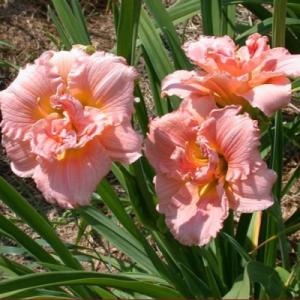 Лилейник "СИЛОАМ ДАБЛ КЛАССИК"