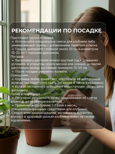 Саженцы клубники для подоконника Домашний деликатес 6 шт