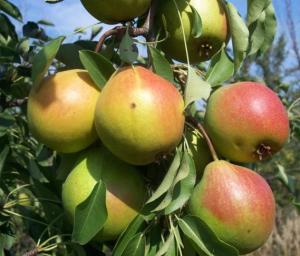 Груша "ВОЛЖСКАЯ ОСЕННЯЯ"
