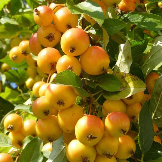 Яблоня "КИТАЙКА ЗОЛОТАЯ РАННЯЯ"